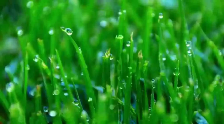 Wet Grass Should Not Be Mowed For These 5 Reasons