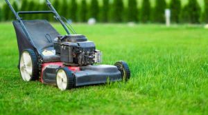 Seasonal Lawn Care in Baton Rouge: Three Suggestions for a Lush and Green Lawn During the Dog Days of Summer