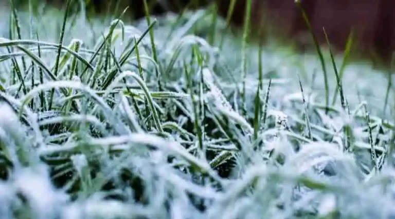 All Of Your Yard Plants Need Protection For The Winter