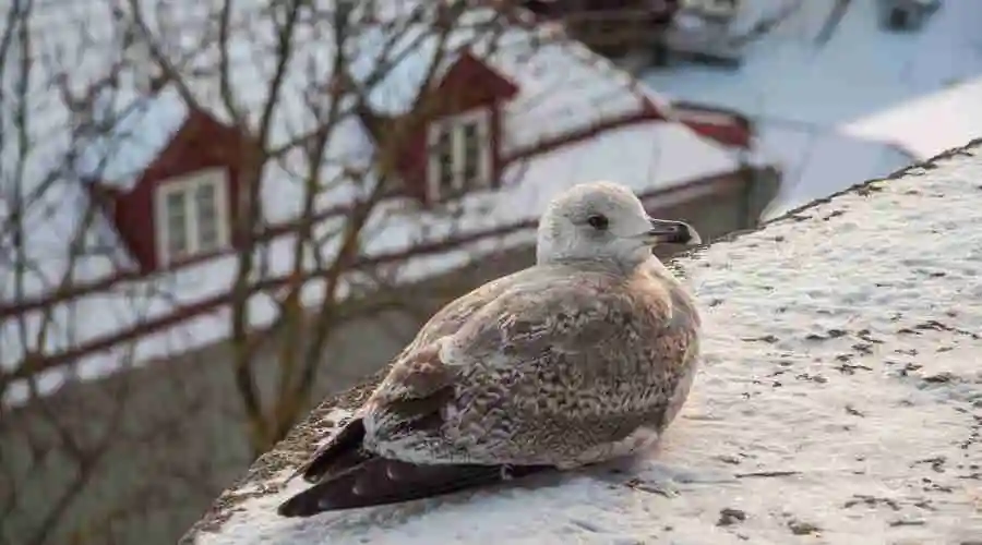 Winter WildBird Feeding 101