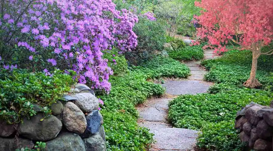 How to build a bog garden in 9 steps