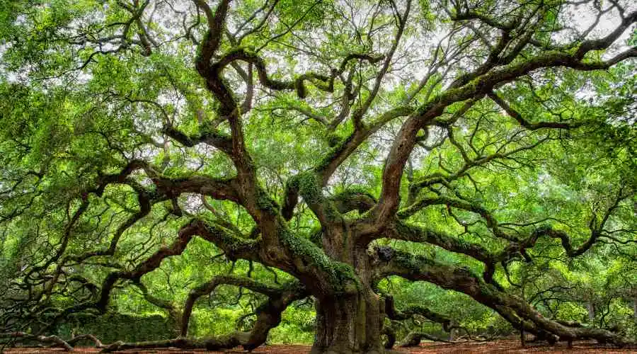 How to Get Grass to Grow Under My Oak Tree