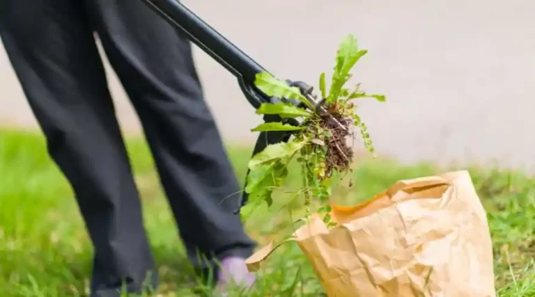 03 - rid your lawn of weeds