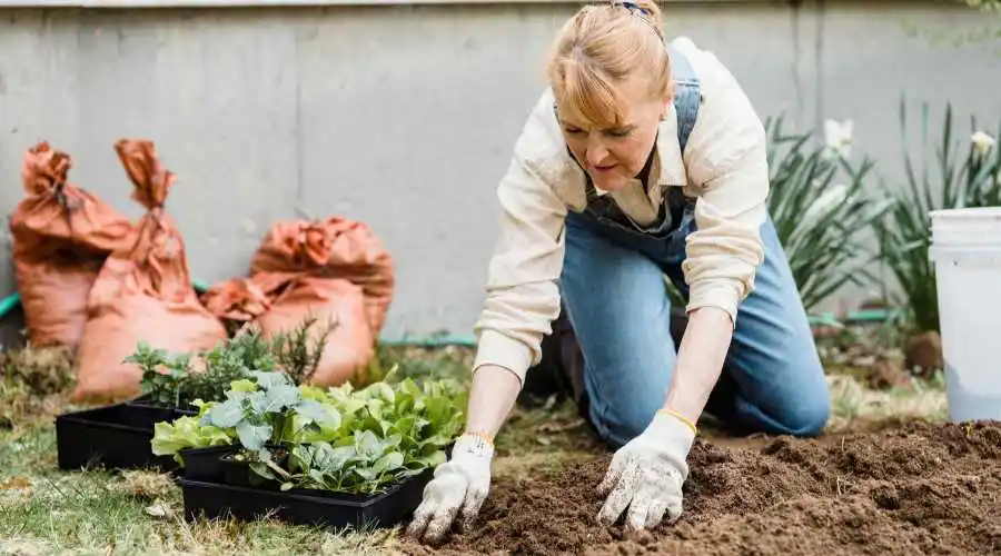 01 - making a low maintenance garden